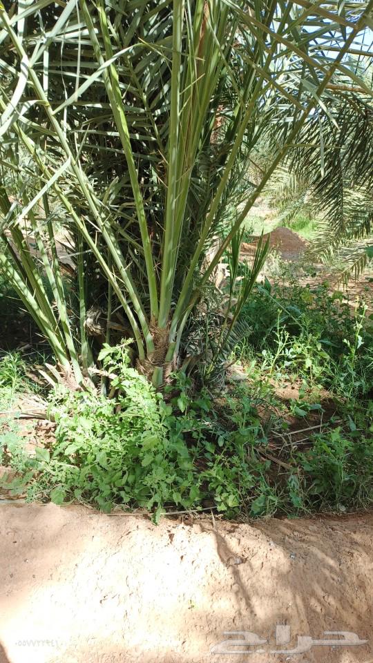 فسايل خضري وخلاص للبيع63470264403843111
