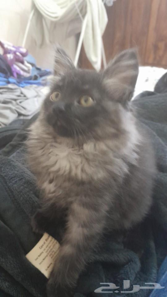 Shirazi male cat63070949998979112