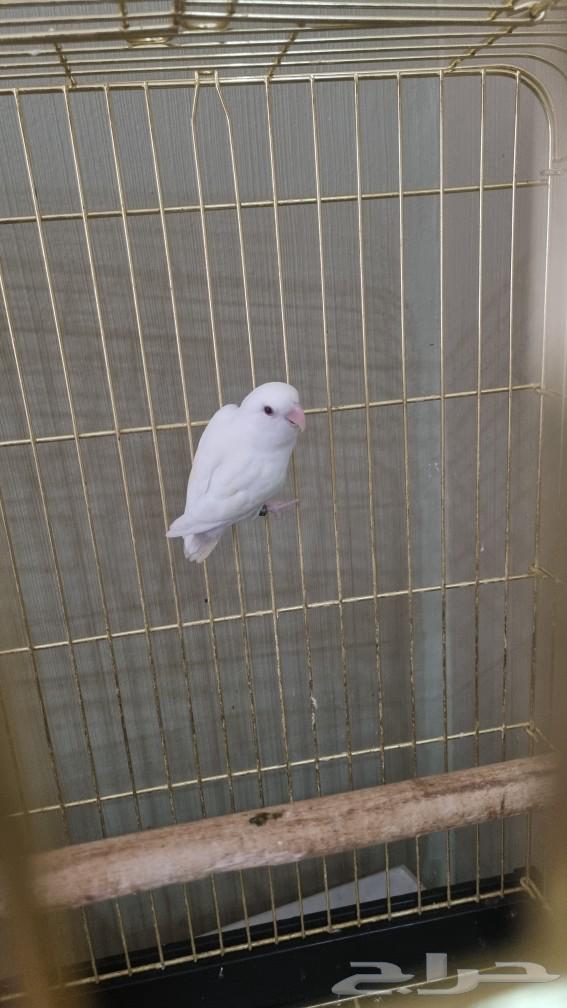 روز ألبينو ذكر أليف63069659098370111