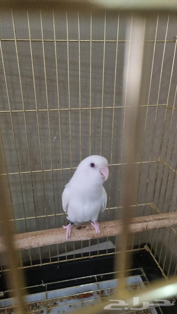 روز ألبينو ذكر أليف63069659098370114