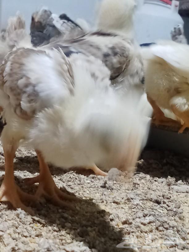 My country's puppies are of good size63070104153217112