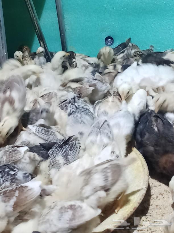 My country's puppies are of good size63070104153217114