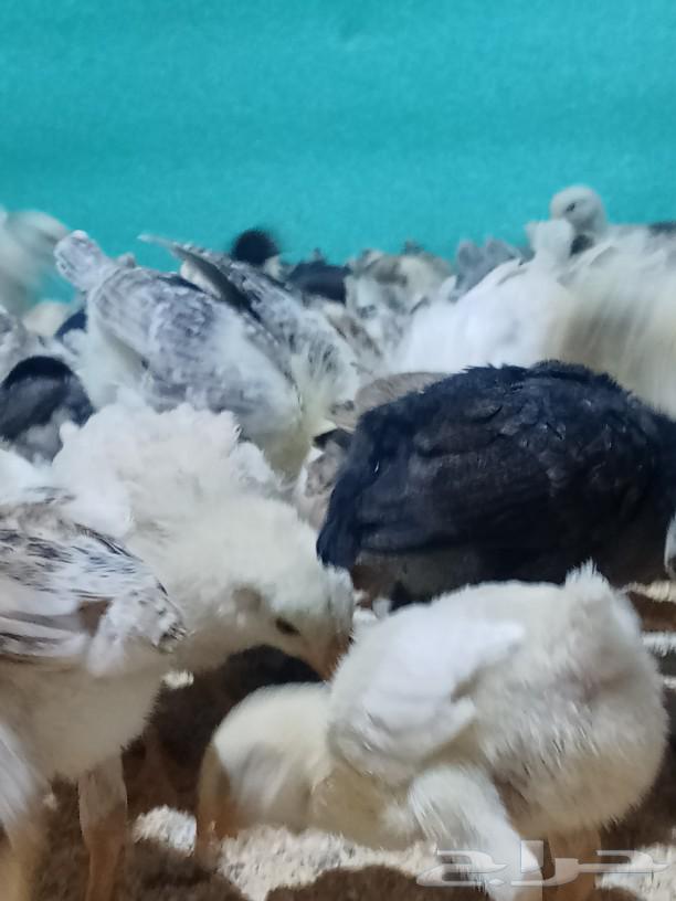 My country's puppies are of good size63070104153217111