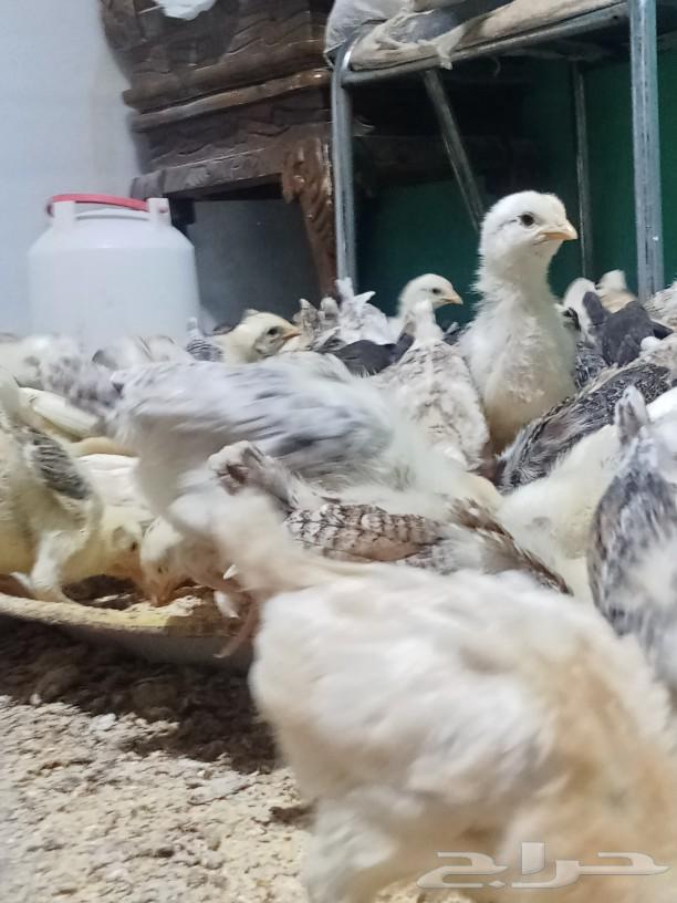 My country's puppies are of good size63070104153217113