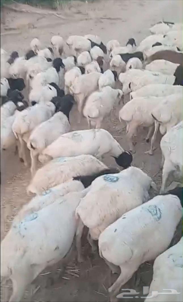 غنم بربري اوزان طيبه تربية ثلاث شهور63070115549955110