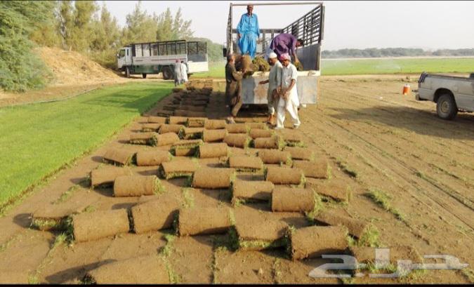 C 2000 lawn, Spanish origin63070126844289112