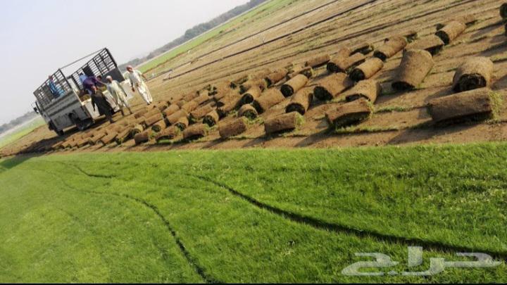 C 2000 lawn, Spanish origin63070126844289113