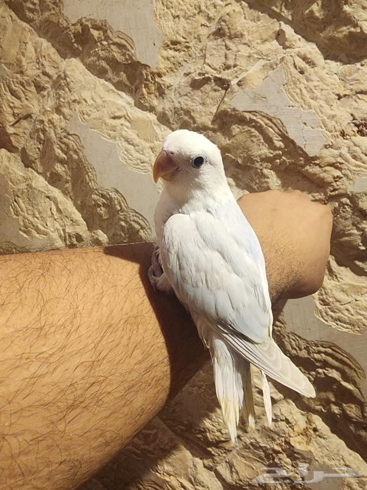 للبيع روز أليف نهاية غر (الموقع سيهات) (تم البيع)63067569944579111