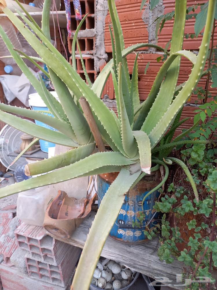 Aloe vera630683825465631124