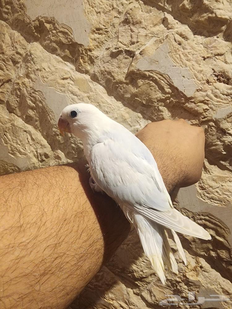 للبيع روز أليف نهاية غر (الموقع سيهات) (تم البيع)63067569944579118