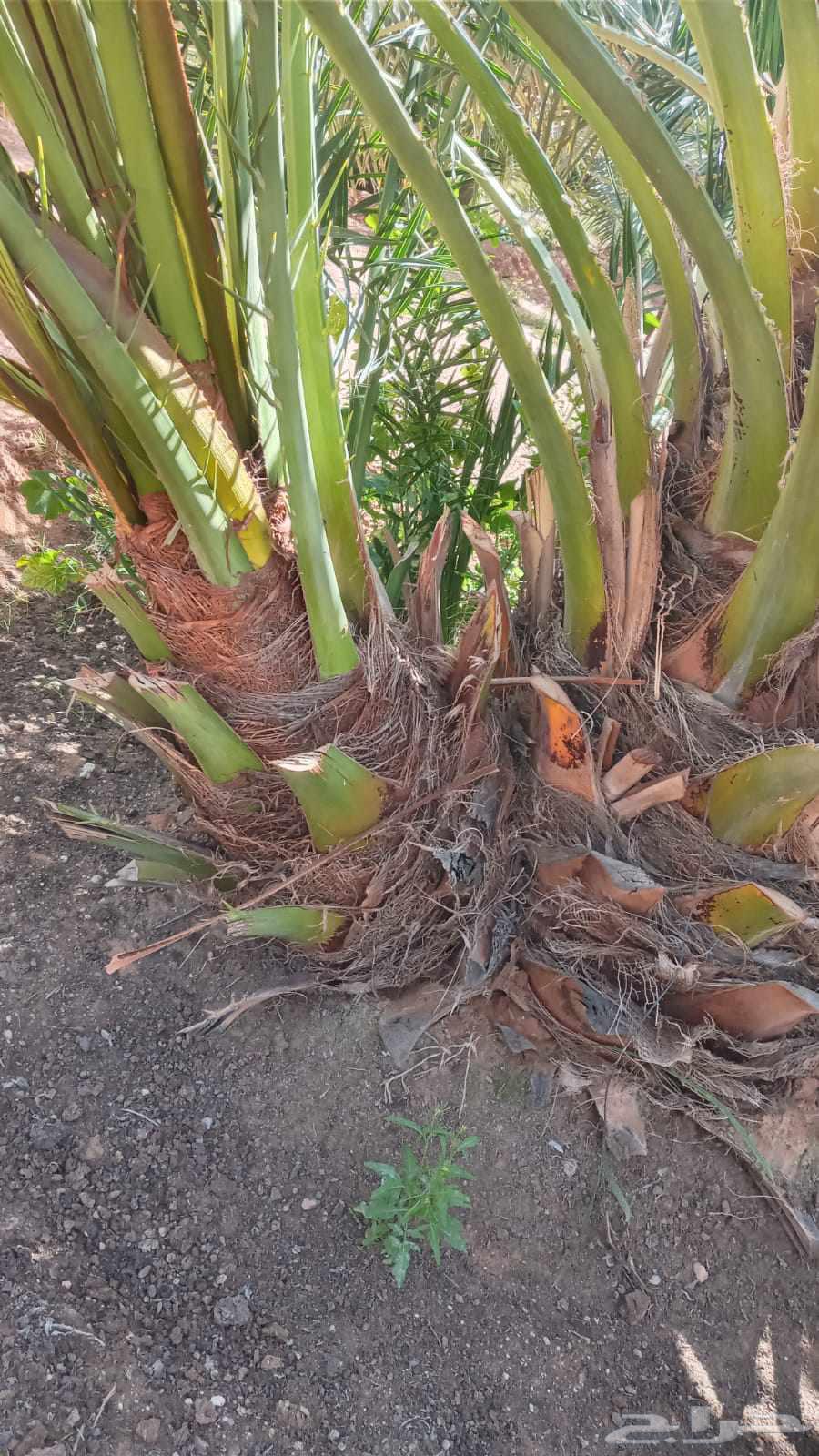 متوفر جميع انواع النخيل للبيع مع شغل انواع الاشجار63070535121795112