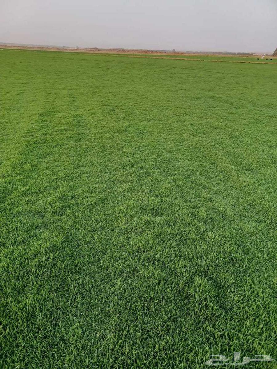 Thil c2000 American pure arrived at the center, the price per meter is 11 riyals.63068404266115112