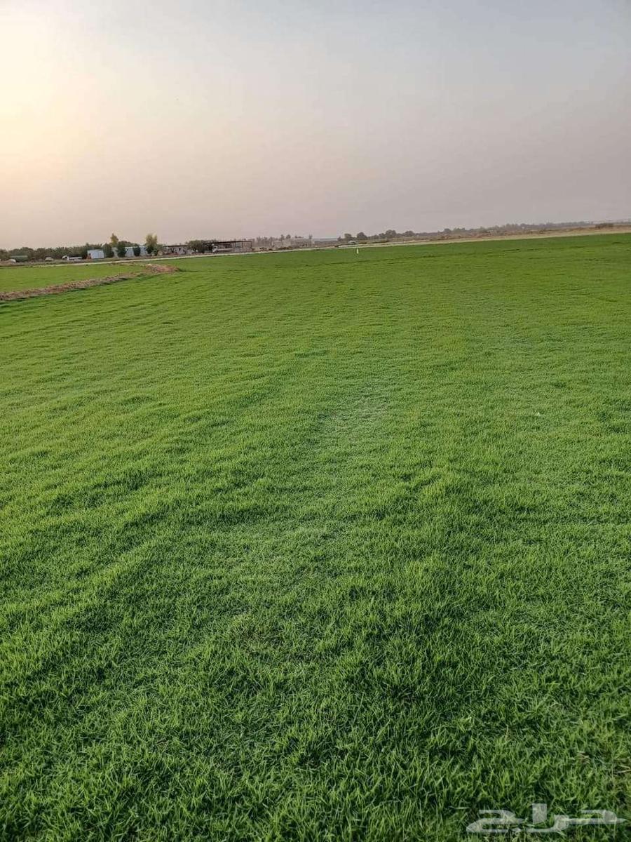 Thil c2000 American pure arrived at the center, the price per meter is 11 riyals.63068404266115111
