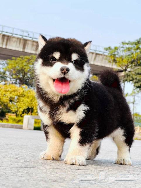 Shiba Inu has beautiful imported levels63111188668547114