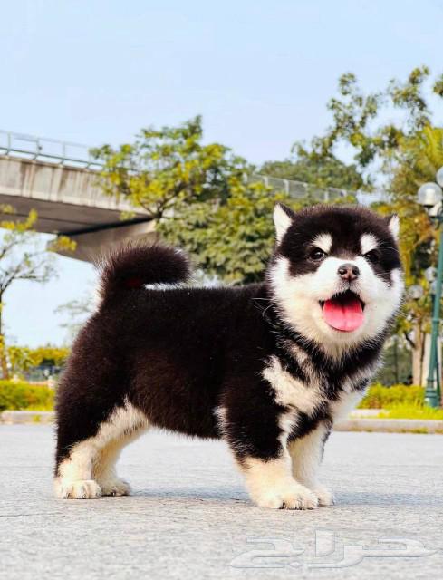 Shiba Inu has beautiful imported levels63111188668547113
