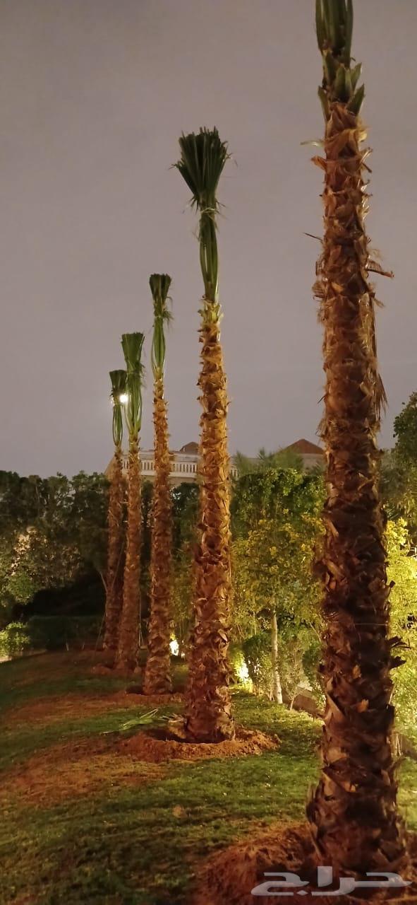 نخيل وشنطونيا زينه63019115585410110