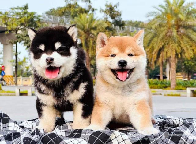 Shiba Inu has beautiful imported levels631111886685471110