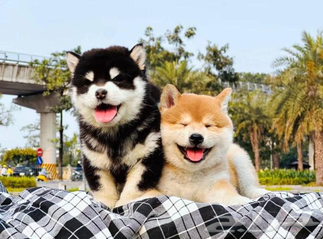 Shiba Inu has beautiful imported levels63111188668547111