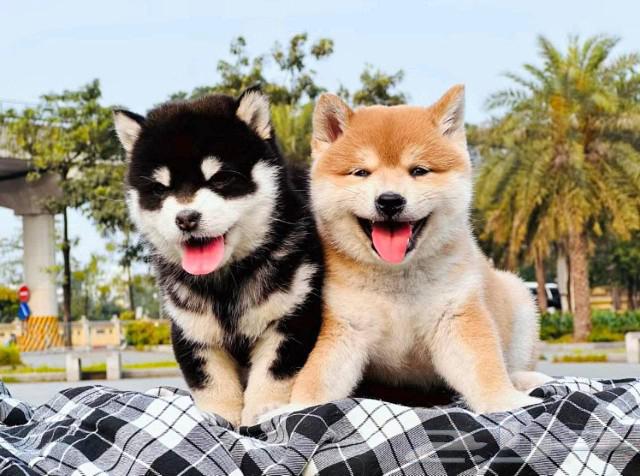 Shiba Inu has beautiful imported levels63111188668547112