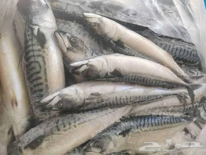 Najud fishes63111179738370113
