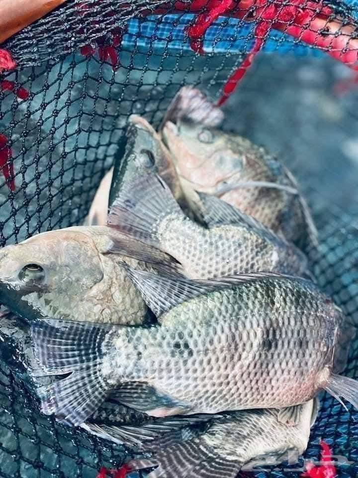 Najud fishes63111179738370111