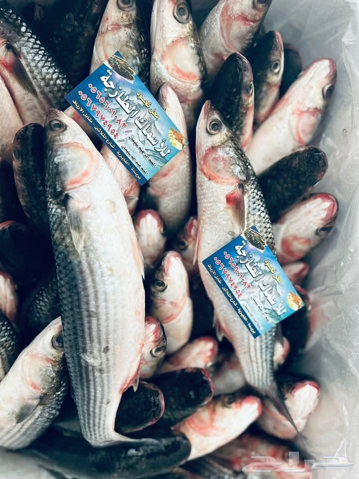 Najud fishes63111179738370112