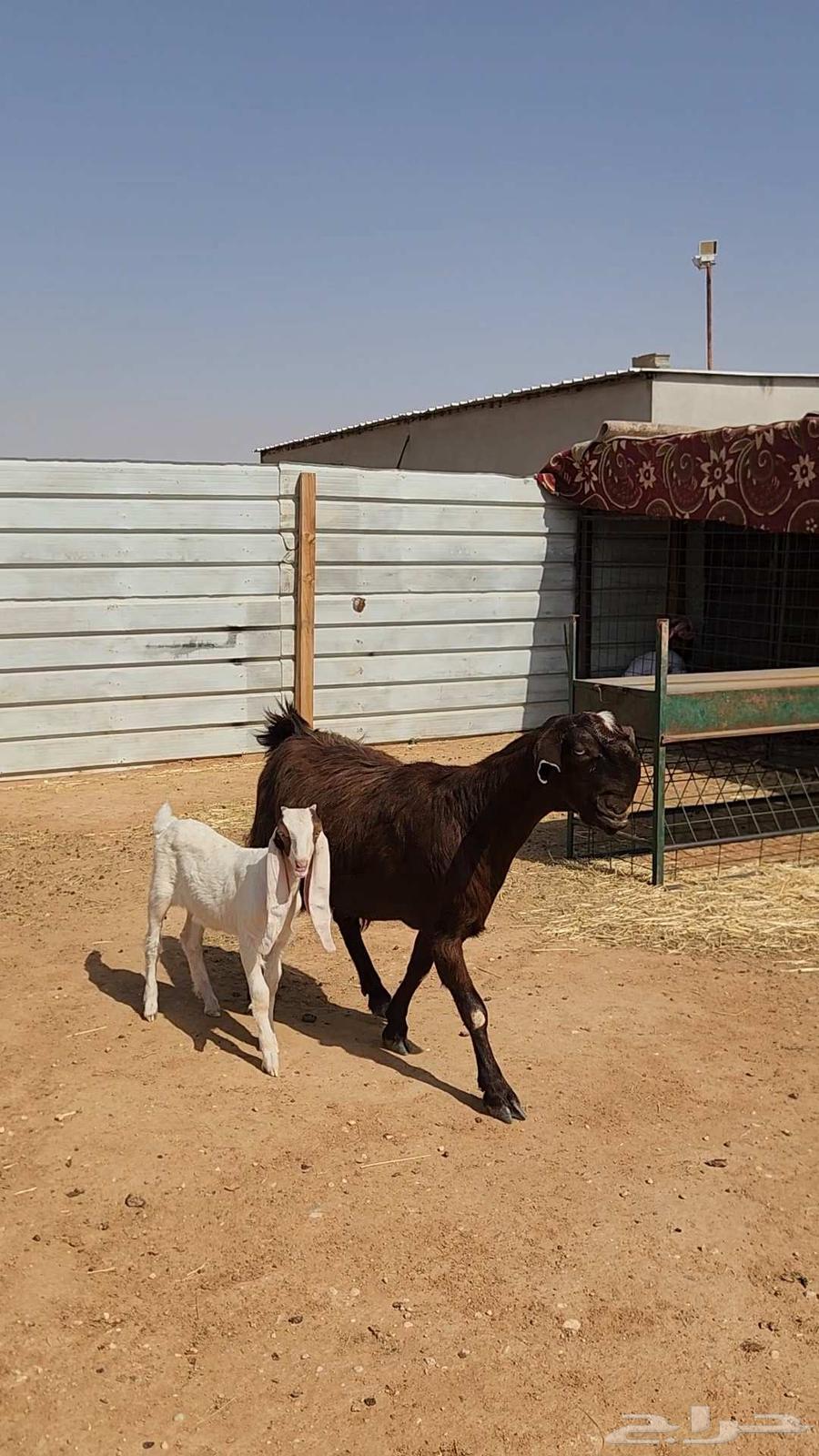 Nice Syrian goat with a jafra under it63066829318274111