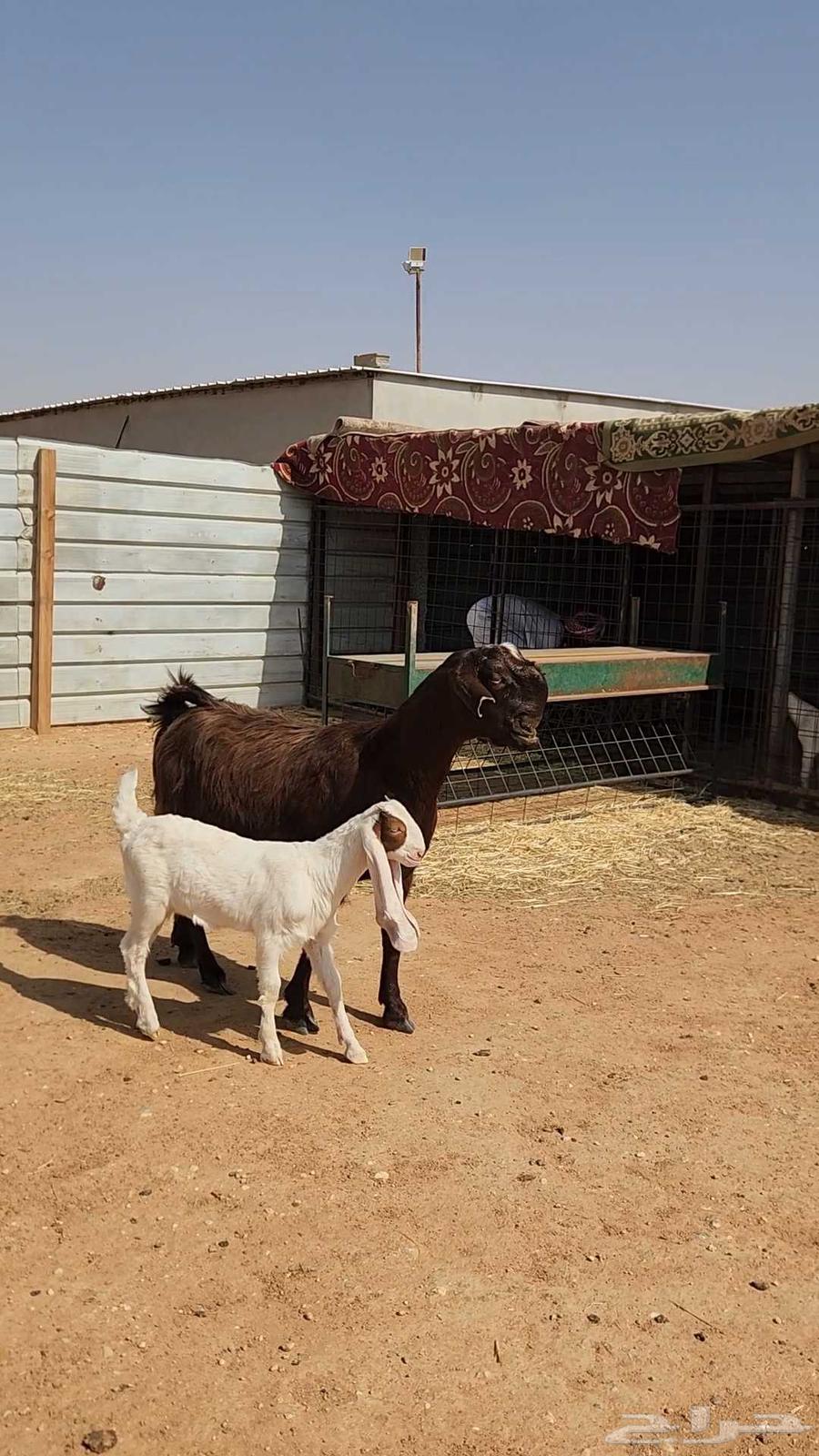 Nice Syrian goat with a jafra under it63066829318274112