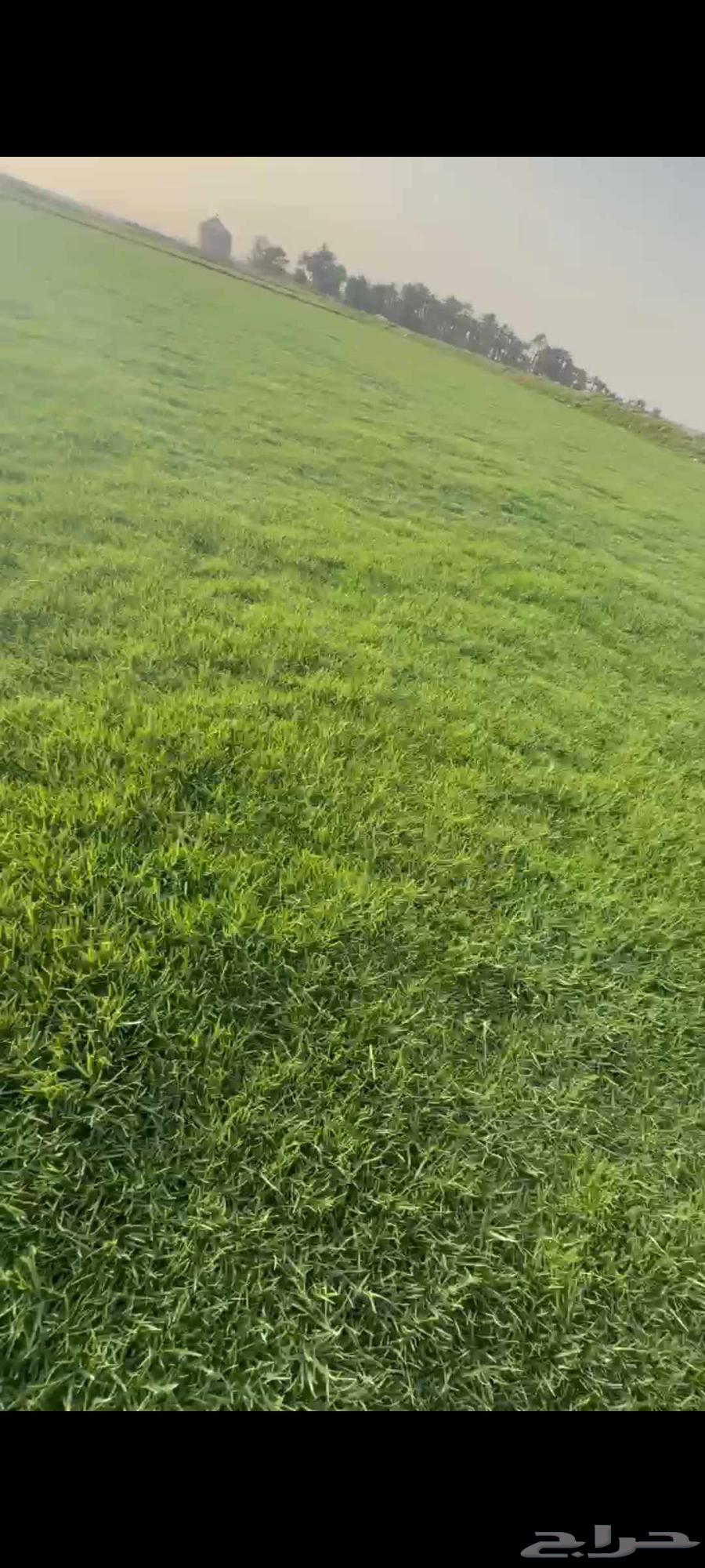 ثيل طبيعي انجيله سي الفين والفرنسي والانتورو مزارع العثمان63066797397889111