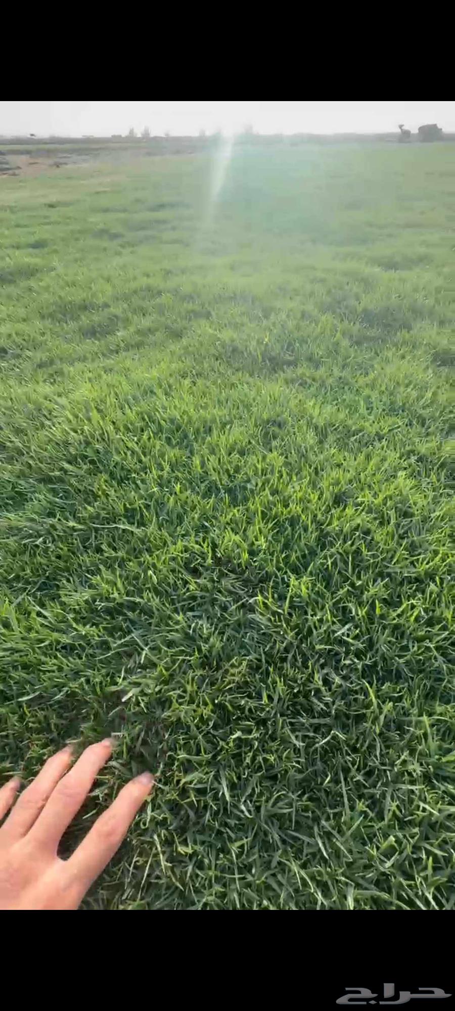 ثيل طبيعي انجيله سي الفين والفرنسي والانتورو مزارع العثمان63066797397889114