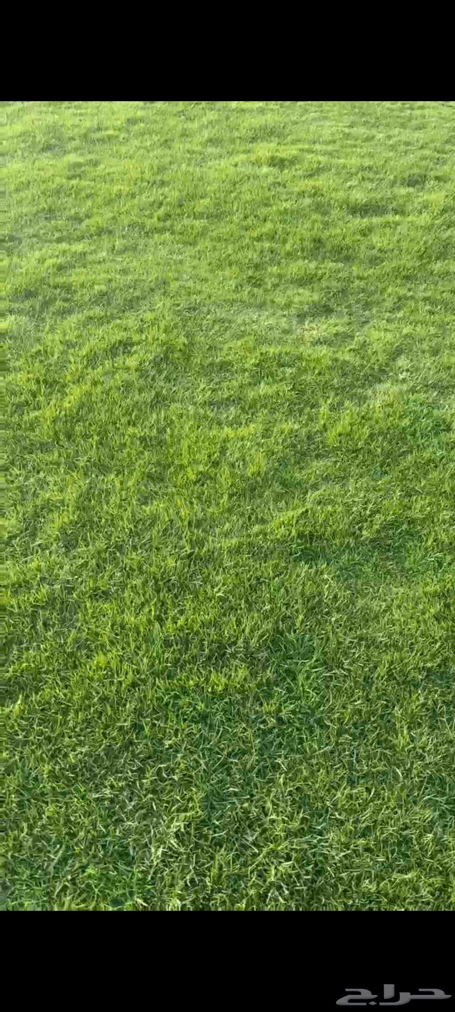 ثيل طبيعي انجيله سي الفين والفرنسي والانتورو مزارع العثمان63066797397889113