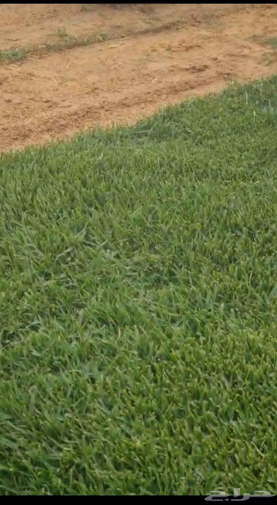 Natural grass for gardens, playgrounds, walkways and roads. First quality, withstands ...63065219784835111