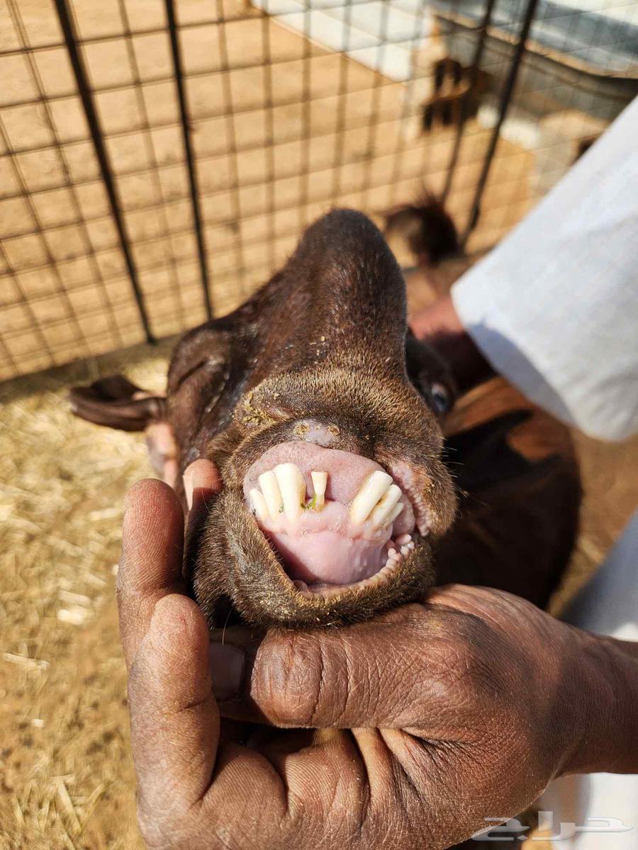 Nice Syrian goat with a jafra under it63066829318274113
