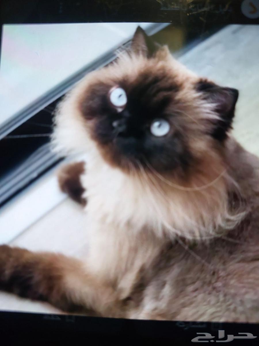 Himalayan cat63065612766211111