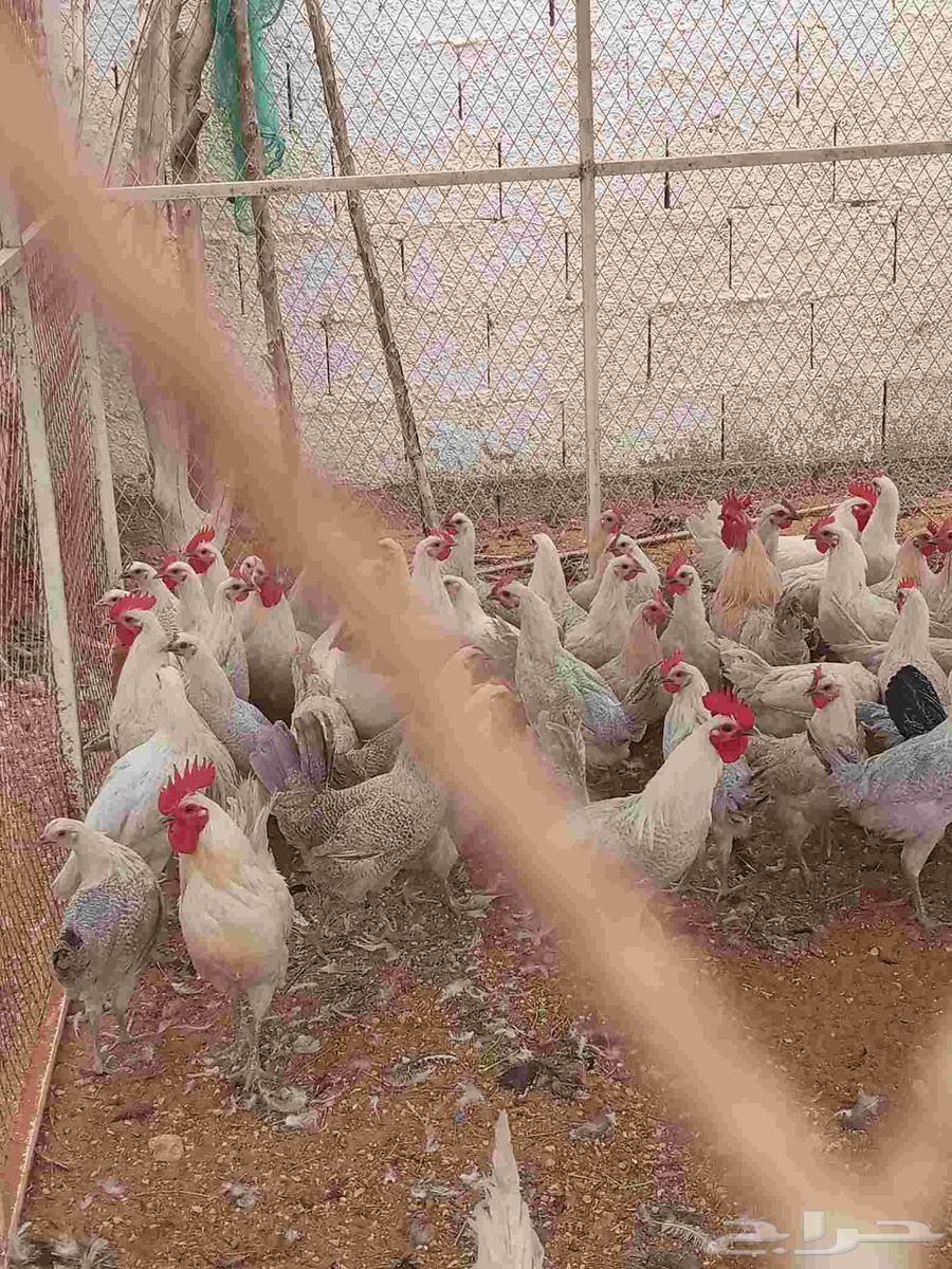 Fiumi chicken white youth63068030851073111