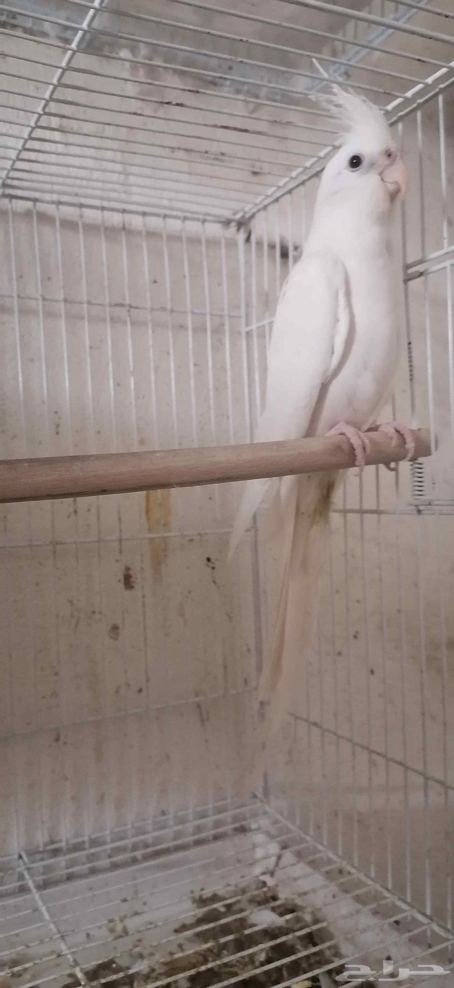 For sale male crow63065991106689111