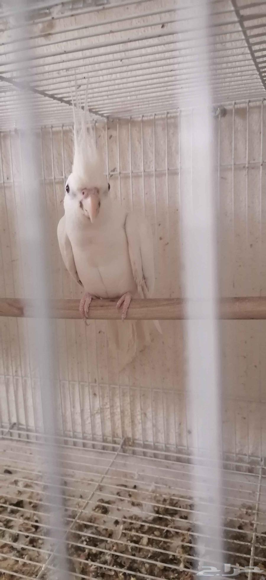 For sale male crow63065991106689112