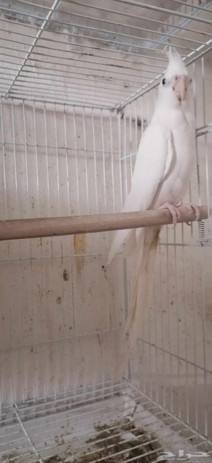 For sale male crow63065991106689113