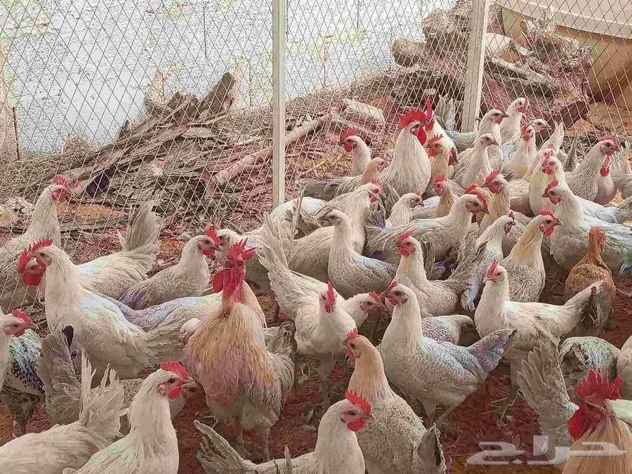 Fiumi chicken white youth63068030851073114