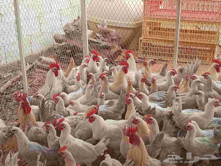 Fiumi chicken white youth63068030851073113