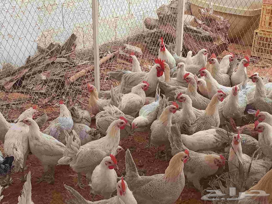 Fiumi chicken white youth63068030851073112