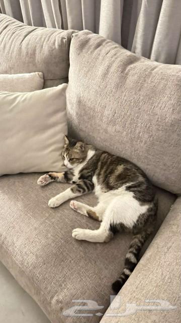 Cat for adoption63065607637378113