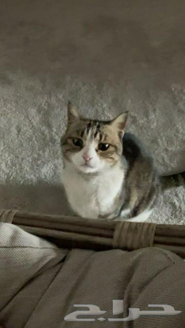 Cat for adoption63065607637378112