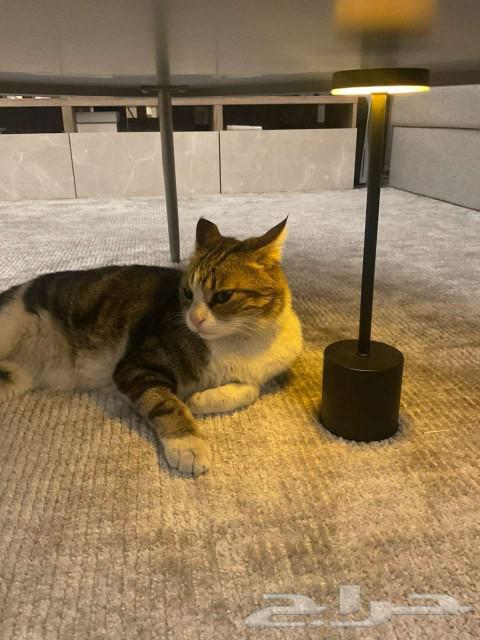 Cat for adoption63065607637378114