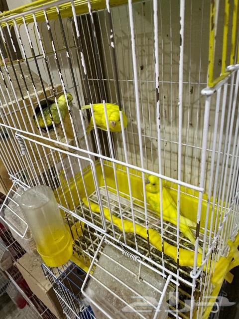 Jooz Badji Product63066824340867114