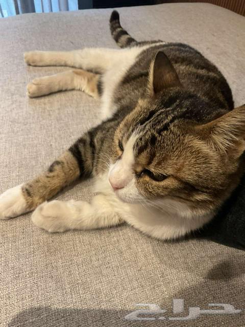 Cat for adoption63065607637378111