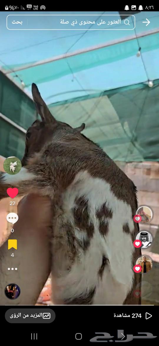 Gefra and a dwarf Tish hybrid with a mountain goat630652036747551116