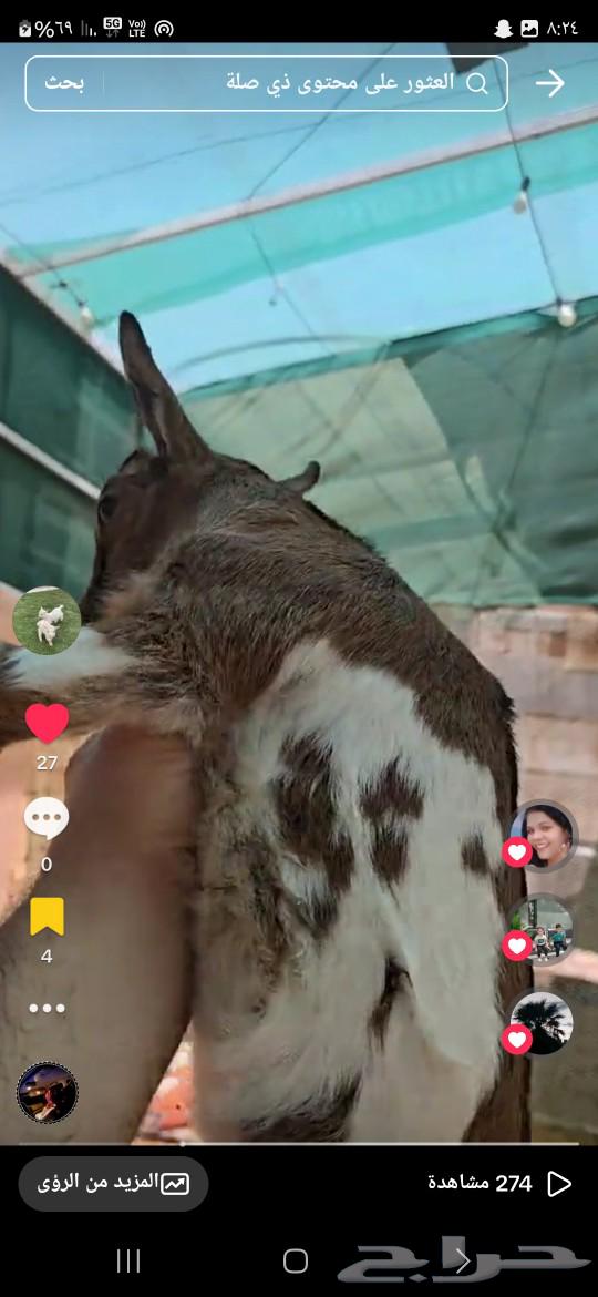 Gefra and a dwarf Tish hybrid with a mountain goat63065203674755112
