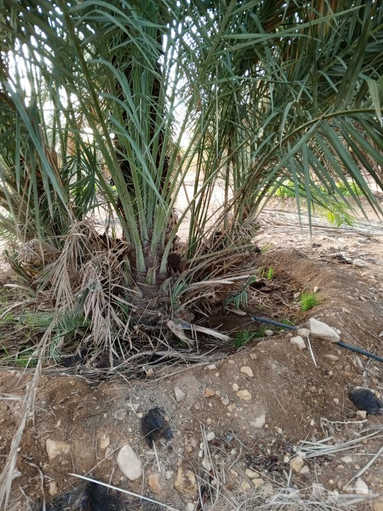 We have a quantity of palm chickens for sale at suitable prices.63065203478658114