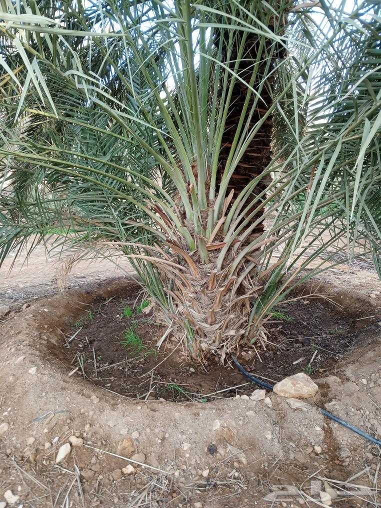 We have a quantity of palm chickens for sale at suitable prices.63065203478658112